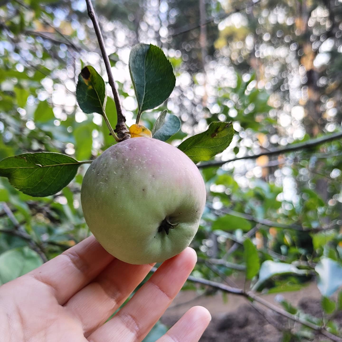 The apple tree  is trying much harder than usual this year. It must have heard me say I wanted it cut down. It can stay if I get to eat an apple this year and it is good, not gross.