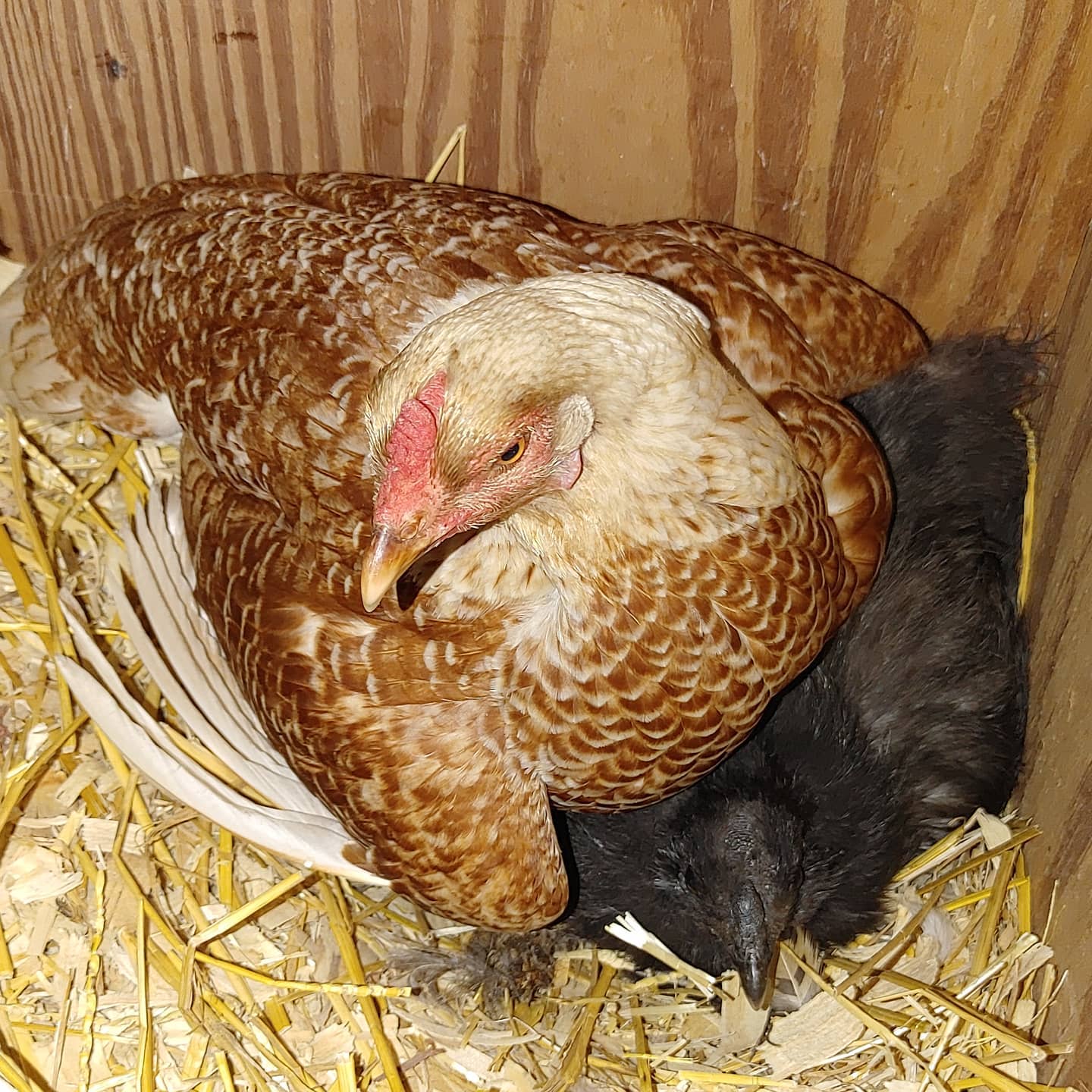 This is one broody idiot sitting on another broody idiot. Bryce always sits on Ruth when she's broody and Ruth is nearly always broody so that works out. They are currently locked out of the coop with Violet, queen of the broodies. I bet it takes 4 days to break them. They seem extra determined this go around.