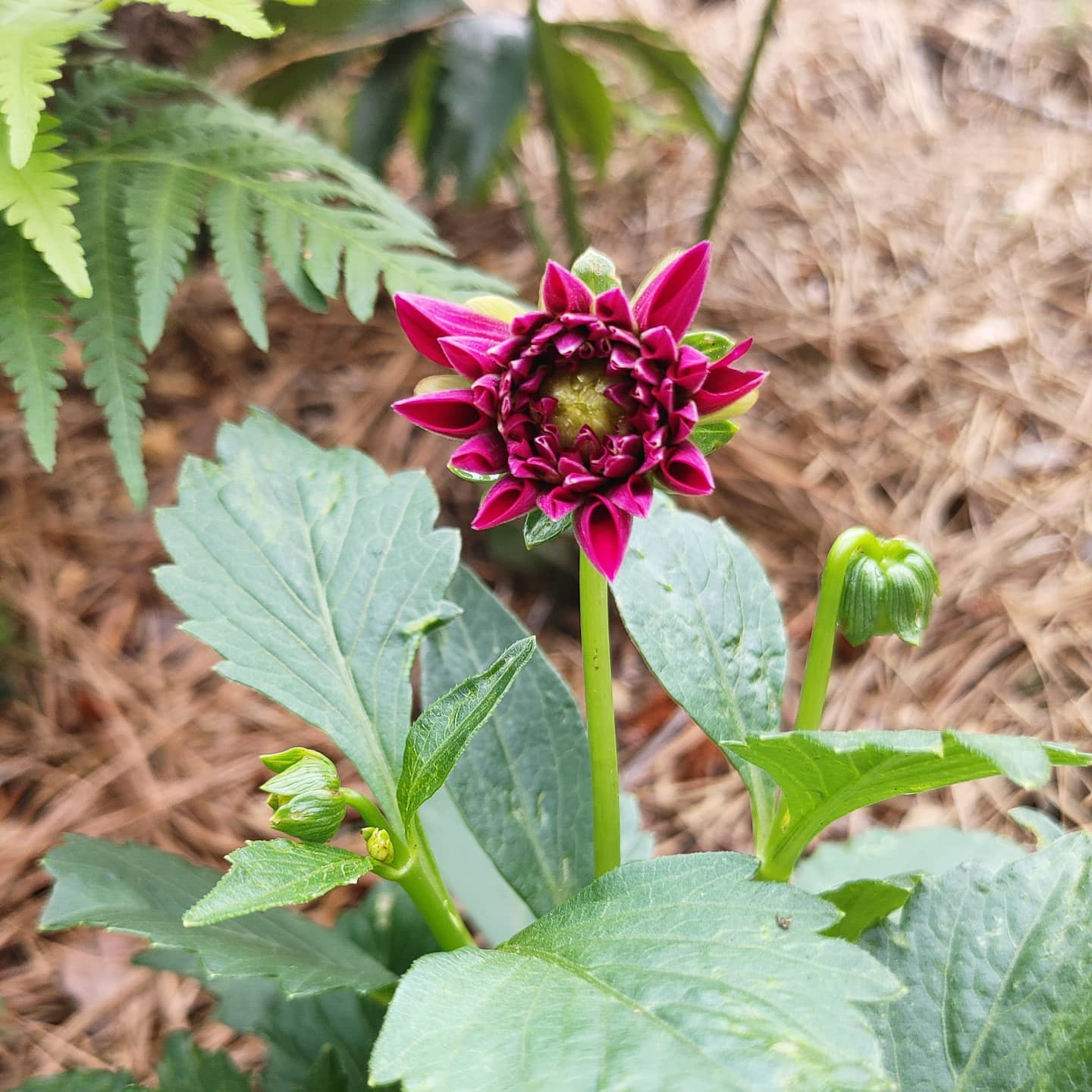 Was this a dahlia? I'm using past tense because someone ate it and dug up the roots overnight. I was pretty excited to see what it was going to be. I don't specifically remember planting it last year but the disappointment of seeing it destroyed actually rings a bell. This may be a pattern.