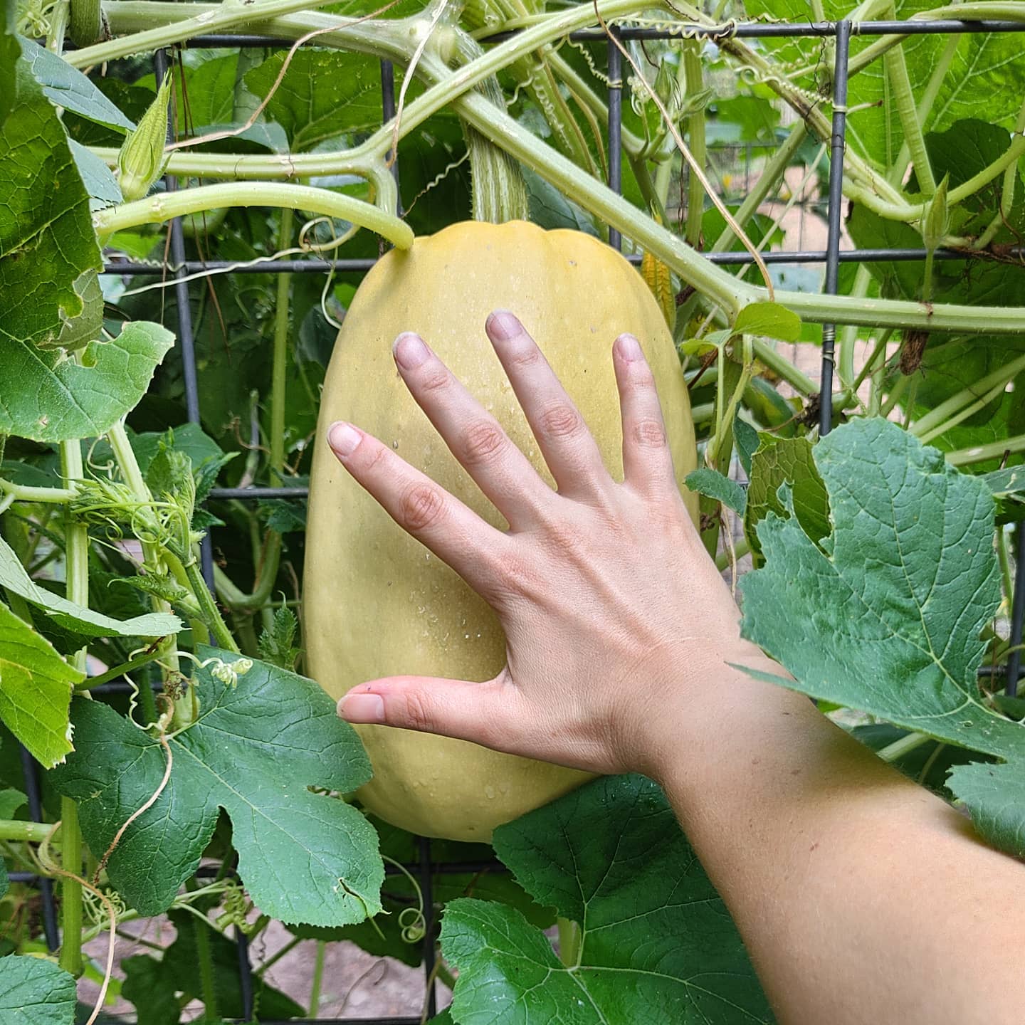I cannot overstate the giantness of this #spagettisquash! It's starting to turn yellow and harden up. I hope it makes it to harvest!