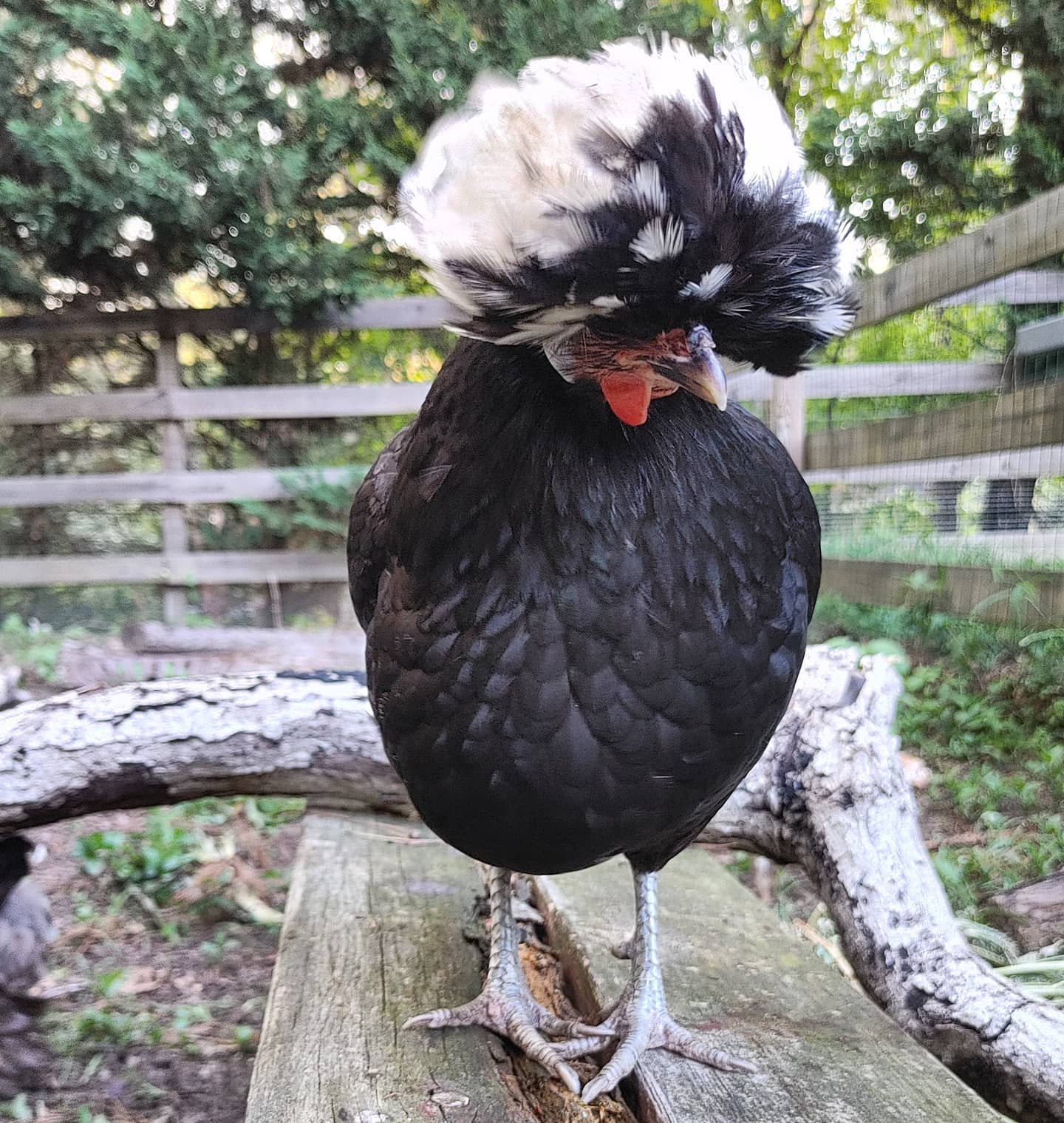 Kahlo and I would like to announce that we are at 0% broody. It took 6 days of being locked out of the nesting areas but everyone is now back in circulation. Kay does not want to hear anything about her food boob. It was a heavy snack day.