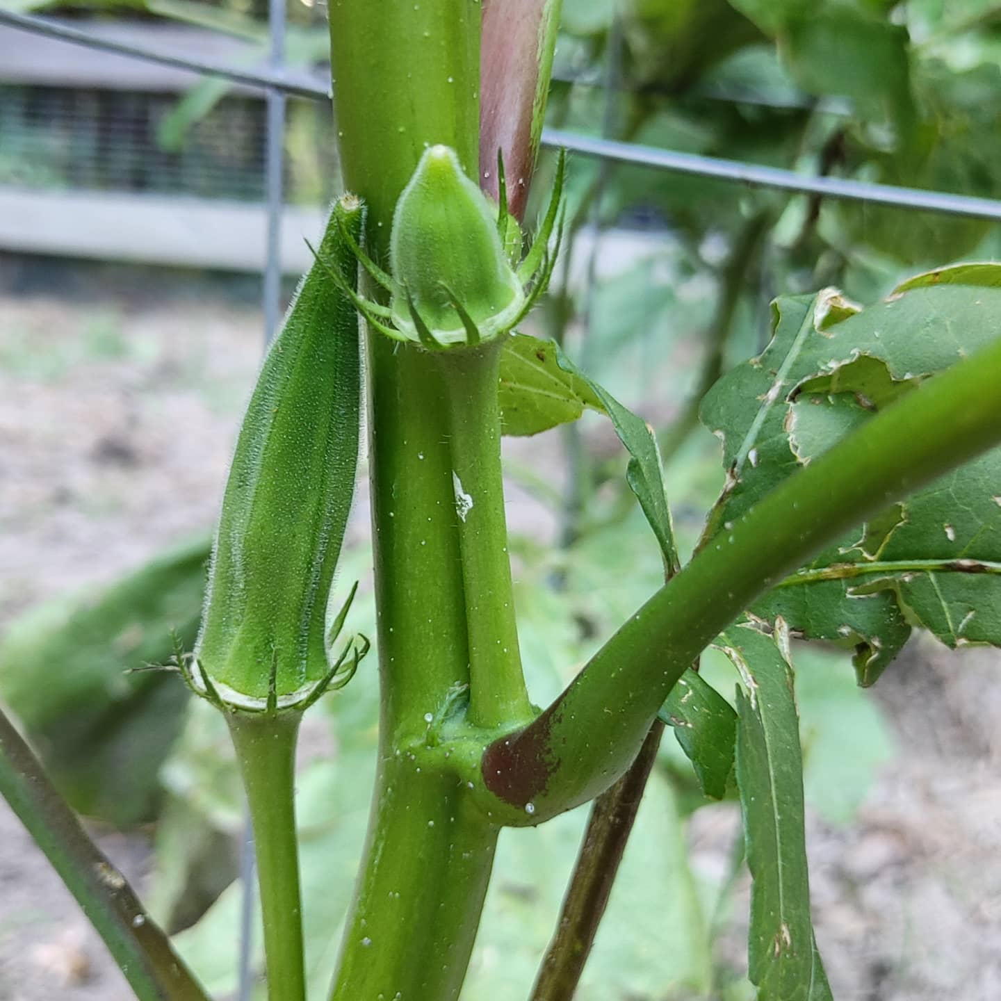 Look! I grew an okra! I don't particularly like okra but the plants looked really cute at the nursery so now I have two. I find it hilarious that they grow up into the air. I expected they would hang down like peppers.