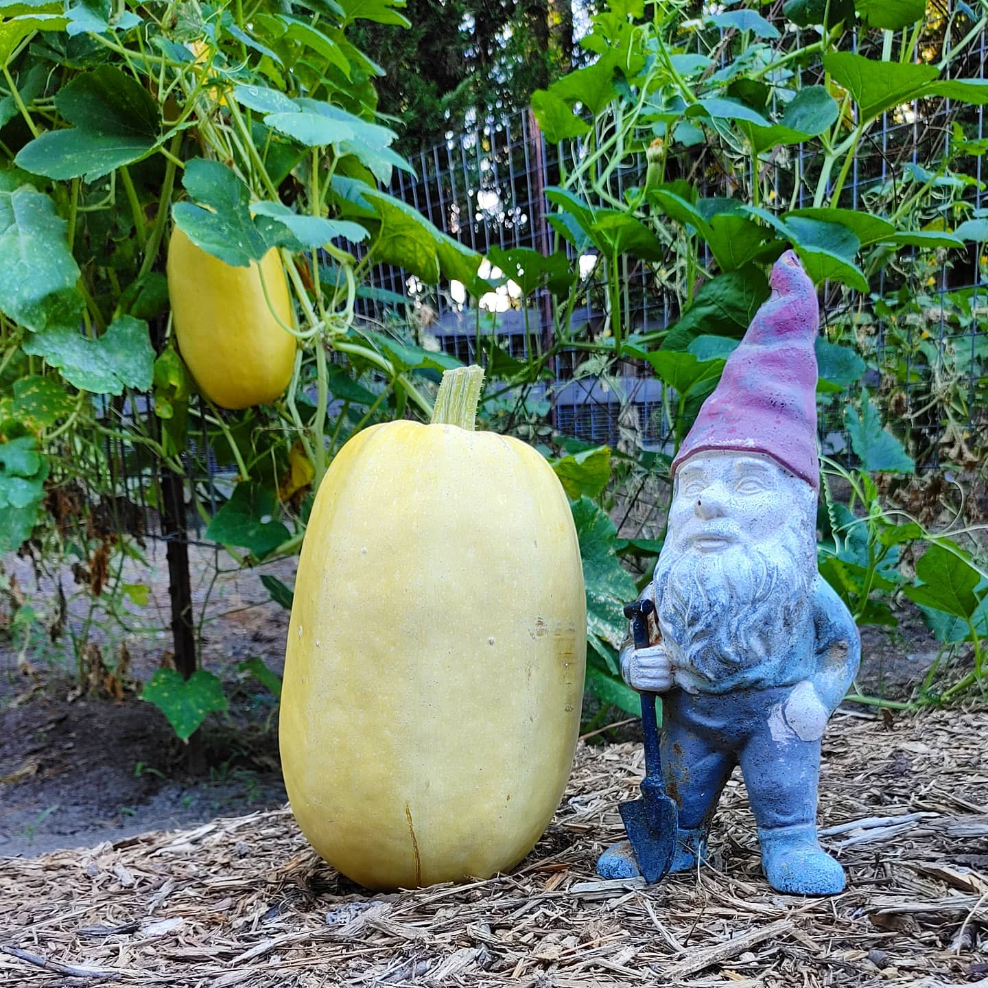 The has been harvested! It was developing a split (uneven rainfall) so I decided it was time! It is almost a full gnome tall and weights 7 pounds, 14 ounces! Yeah squash!