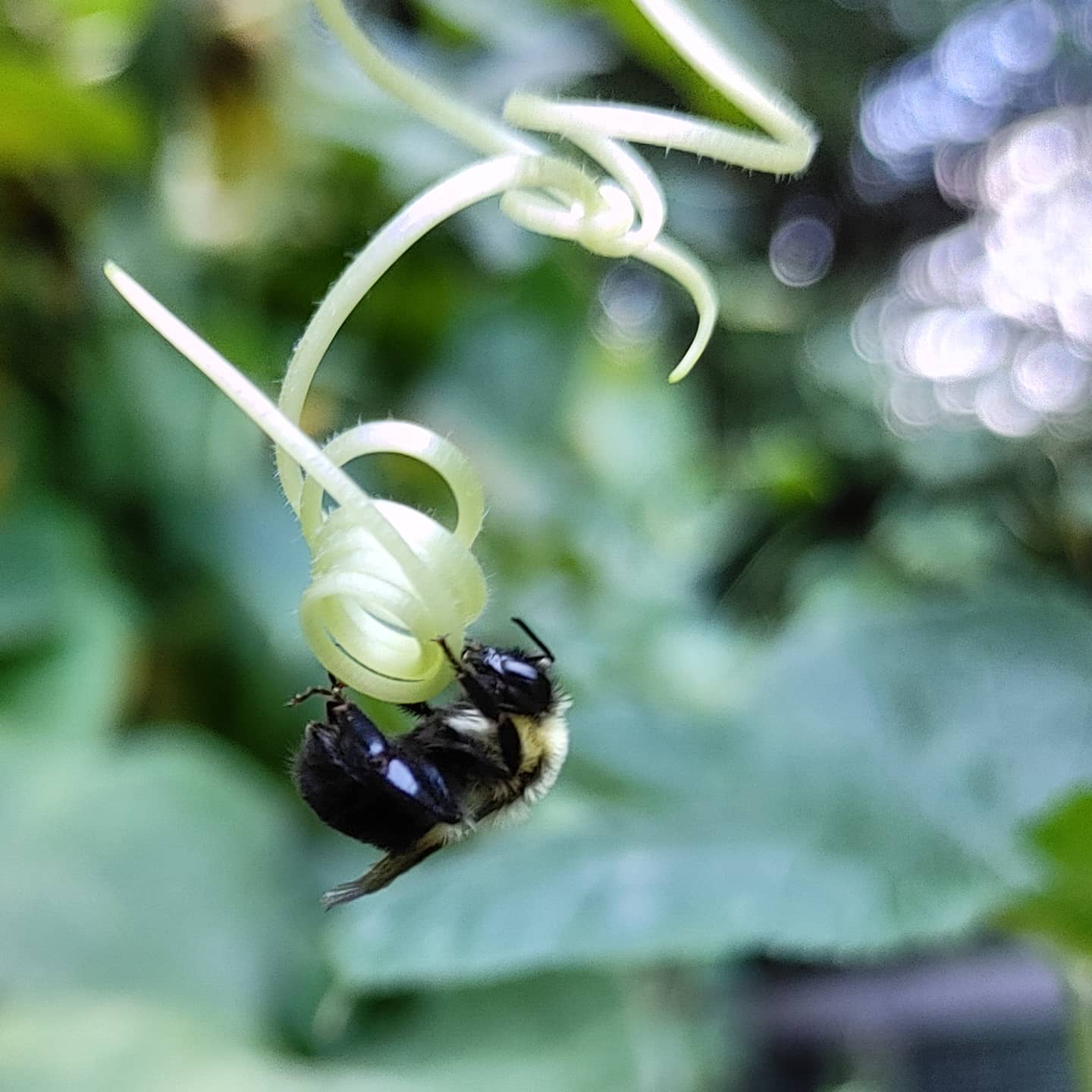 Auditions for Cirque bee Soleil are happening on the cucumber vine today. She's hanging from a curlicue, suspended by just her fingertips! Such skill!
