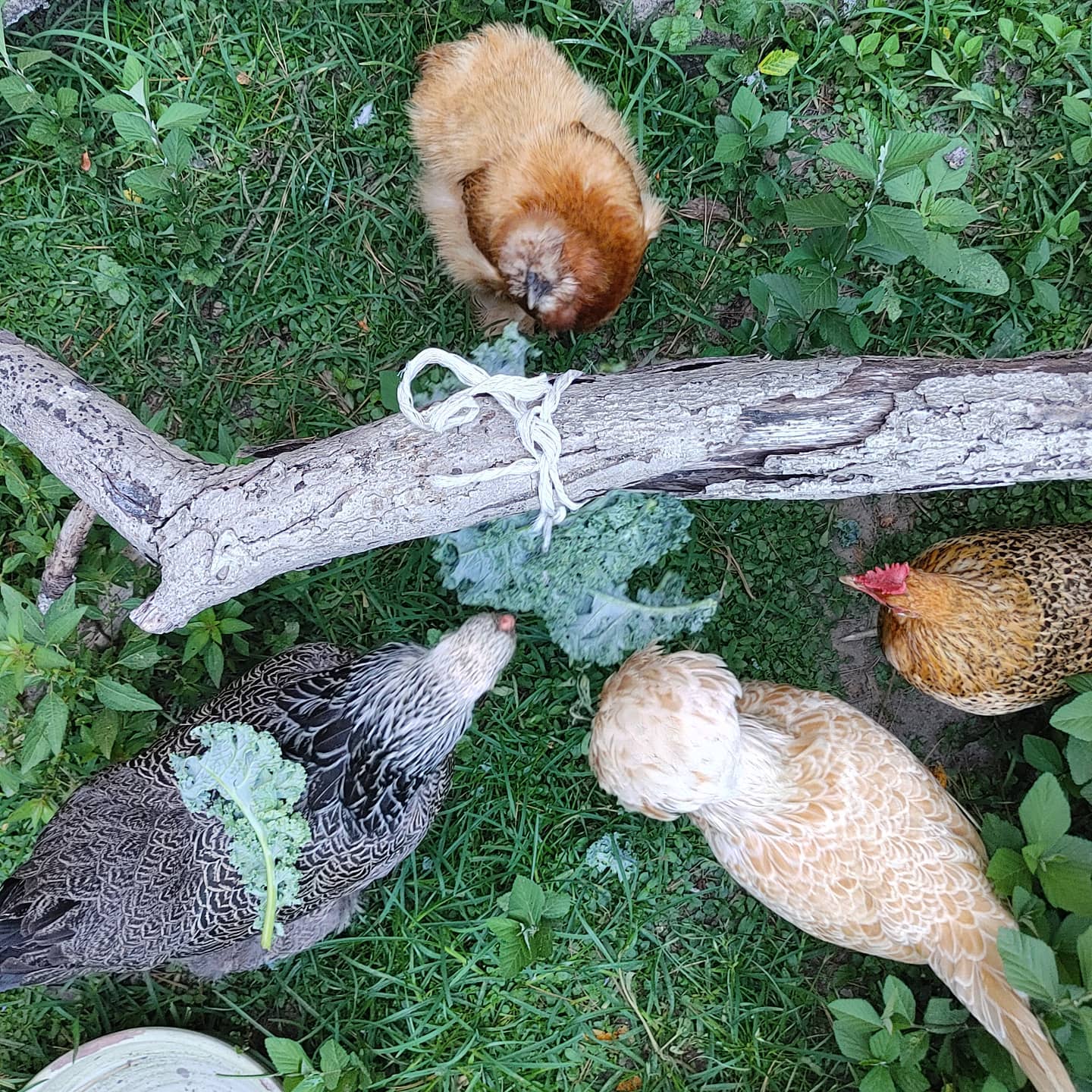 Look at Vi in the lower left. She has an entire stalk of kale on her back. Do your chickens throw things over their shoulders when foraging? I mean "foraging." Clearly no one is searching for food around here. The broodies are the best at throwing all kinds of things onto their backs while feeling nesty. Weirdos.