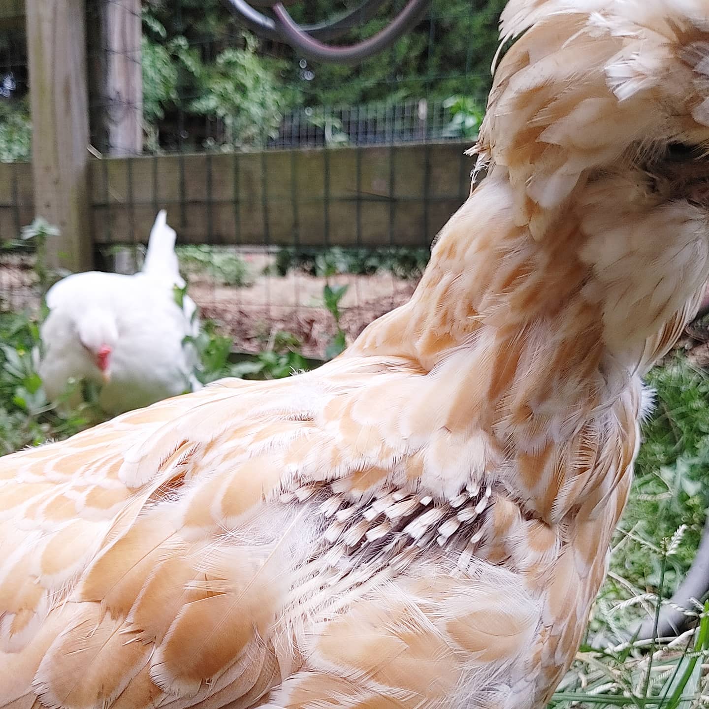 Becky is having a very odd molt. Just her shoulders and about 10% of her bouffant. She's VERY angry about it though. No one can get near her without a strenuous telling off.