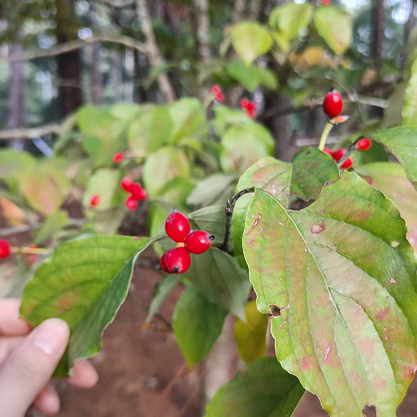 I guess the dogwood makes berries? I've never noticed these before!