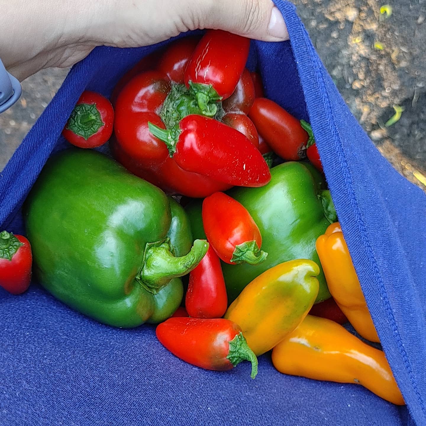 Mid-September and the peppers are thriving!