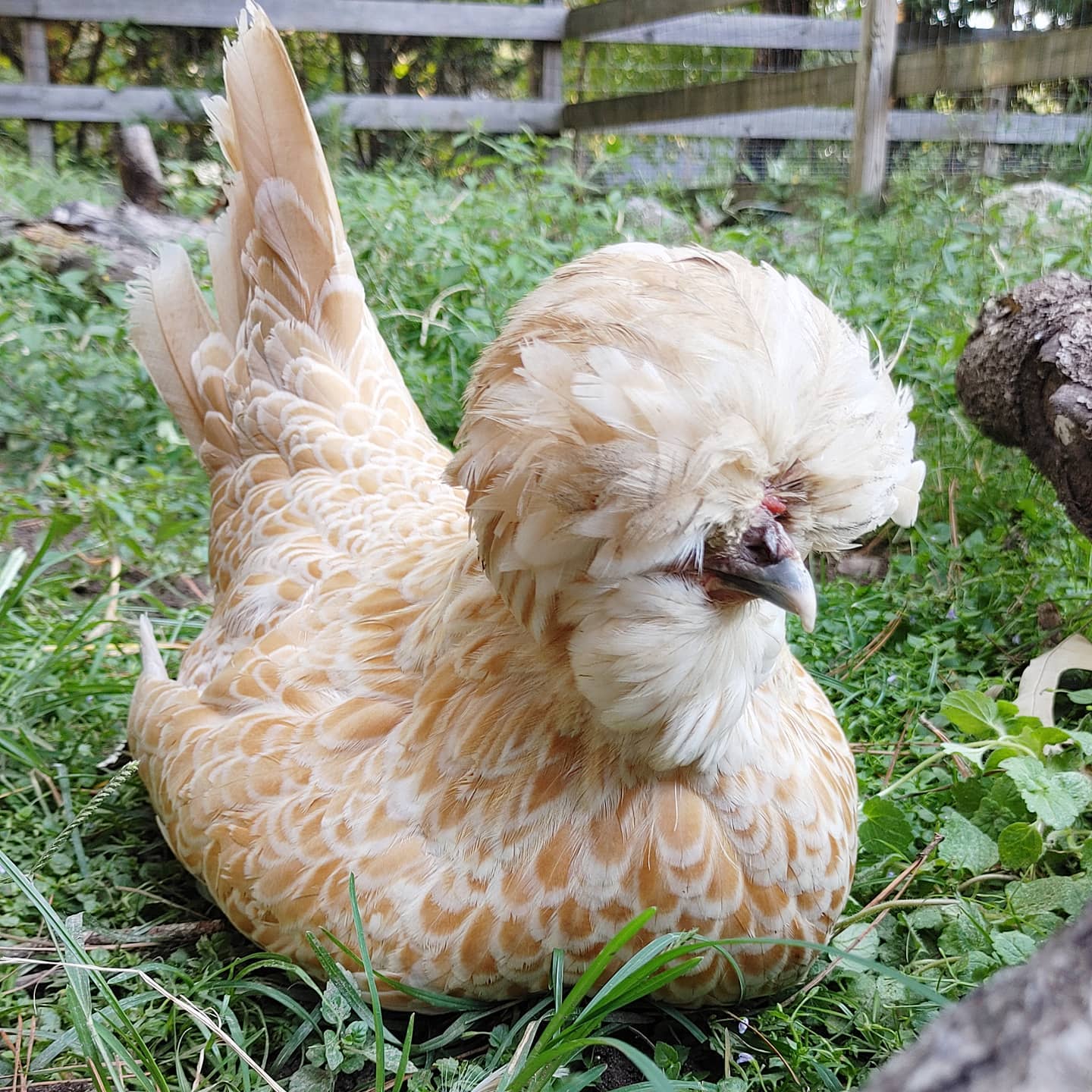 Most of my girls are busy! They will dig, forage, explore and generally cause havoc the entire time they are out free ranging. But not Becky. She has about 90 minutes in her and then she needs a nap. I guess when you look this good beauty rest is a top priority.