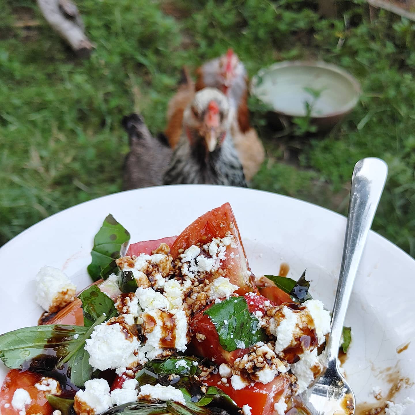 Once again, trying to eat dinner while watching the chickens. Instead, being watched by the chickens while eating dinner! Tomatoes by me, basil by @shadygrovefarmstead and happy goat cheese by @cattywampus.acres47. Eat local folks! Farmers market Tuesdays at 6:30 at @slowpourbrewing in downtown Lawrenceville, GA. 
#