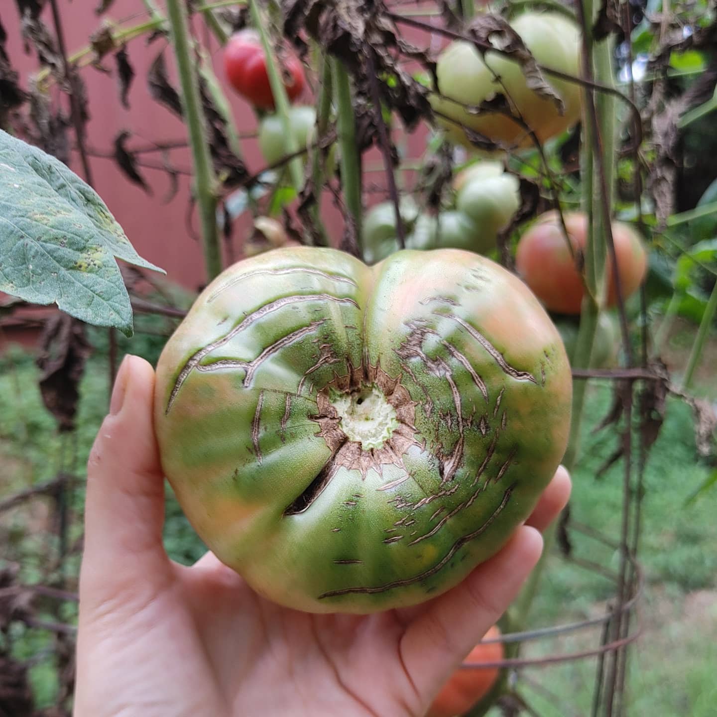 The uglier, the tastier! It's been a terrible year for my tomatoes but I'll keep trying. This is some sort of pink tomato that is just now ripening. I think it's been in the ground for months!