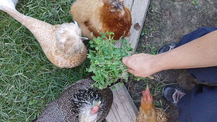 This is Weed & Feed! I pulled all the clover from a flower bed and brought it back for the velociraptors to enjoy. It tastes best when I hold it.