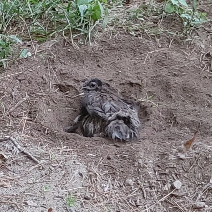 This Dirt Vulture is Ruthie. She is broody (again) and when thrown out of her (empty) nesting box she immediately evicted her (much larger) sister from the favored dust bath. She is tiny but has energy.